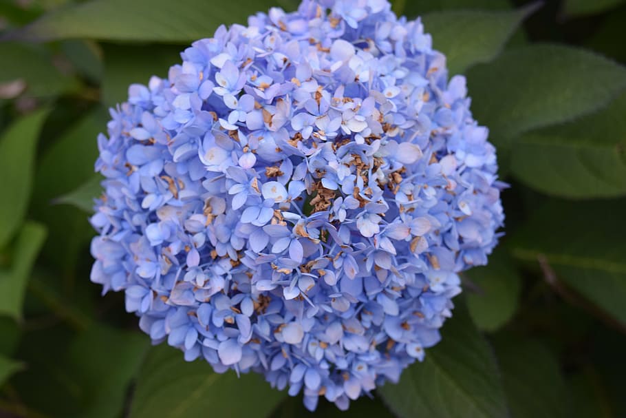 hydrangea, flower, blue, pedal, nature, flora, blossom, flowering plant, vulnerability, beauty in nature