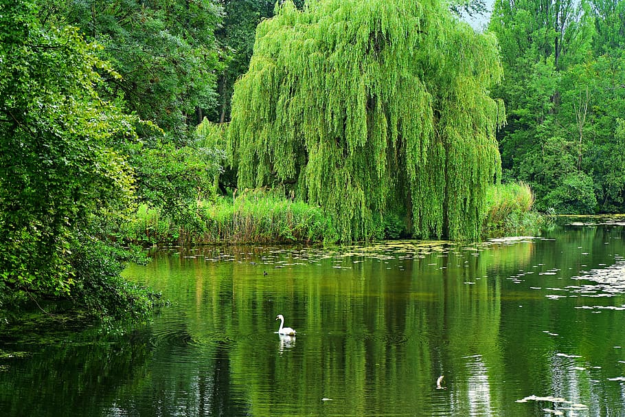 weeping willow, pond, water, swan, reflection, summer, vegetation, trees, scenic, tree