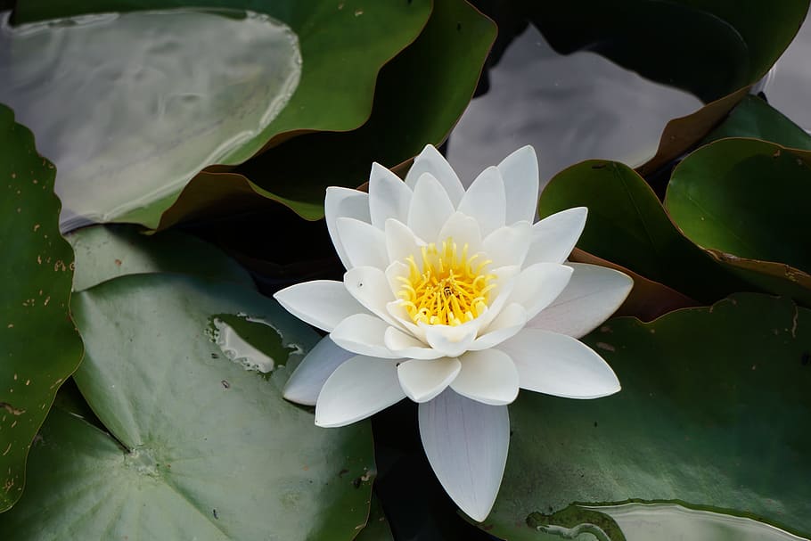 Nuphar Lutea, садовый пруд, пруд, цветок, водяная лилия, лист, белого цвета, плавающая на воде, цветущее растение, растение