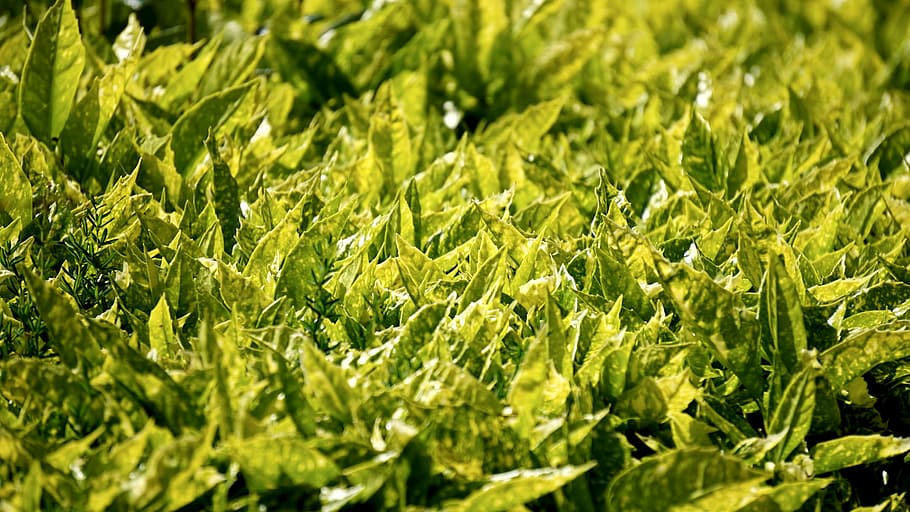 campo de hierba verde, naturaleza, verde, hojas, verduras, salud, color verde, hoja, frescura, crecimiento
