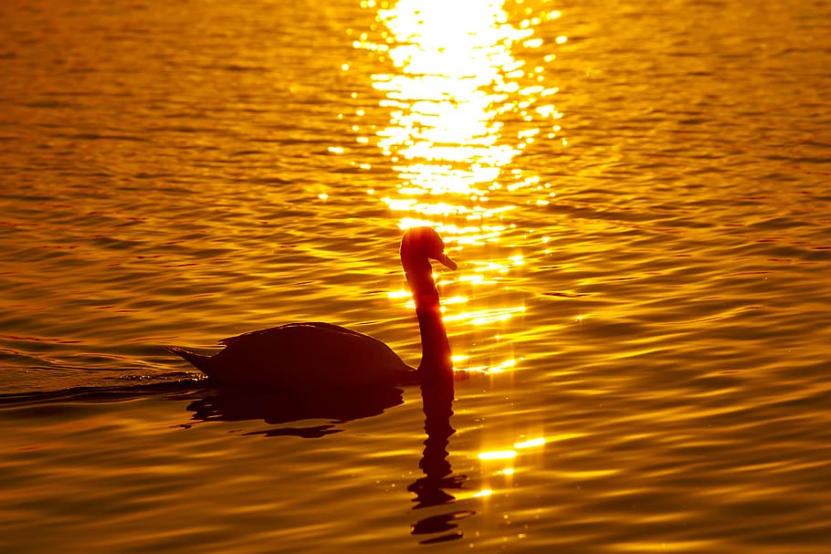 Swan, Bird, Dusk, Reflection, Japan, at dusk, autumn, sunset, water, rippled