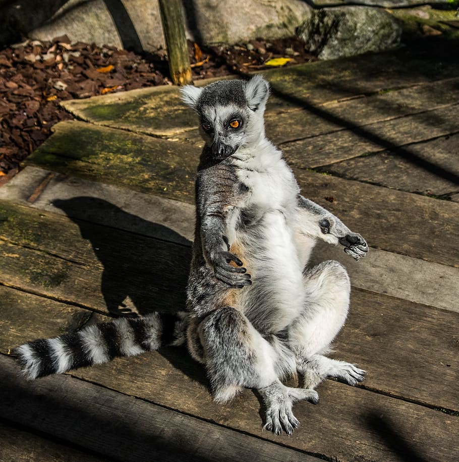 lemur, portrait, cuddly, cute, furry, grey, sitting, wildlife, funny, nature