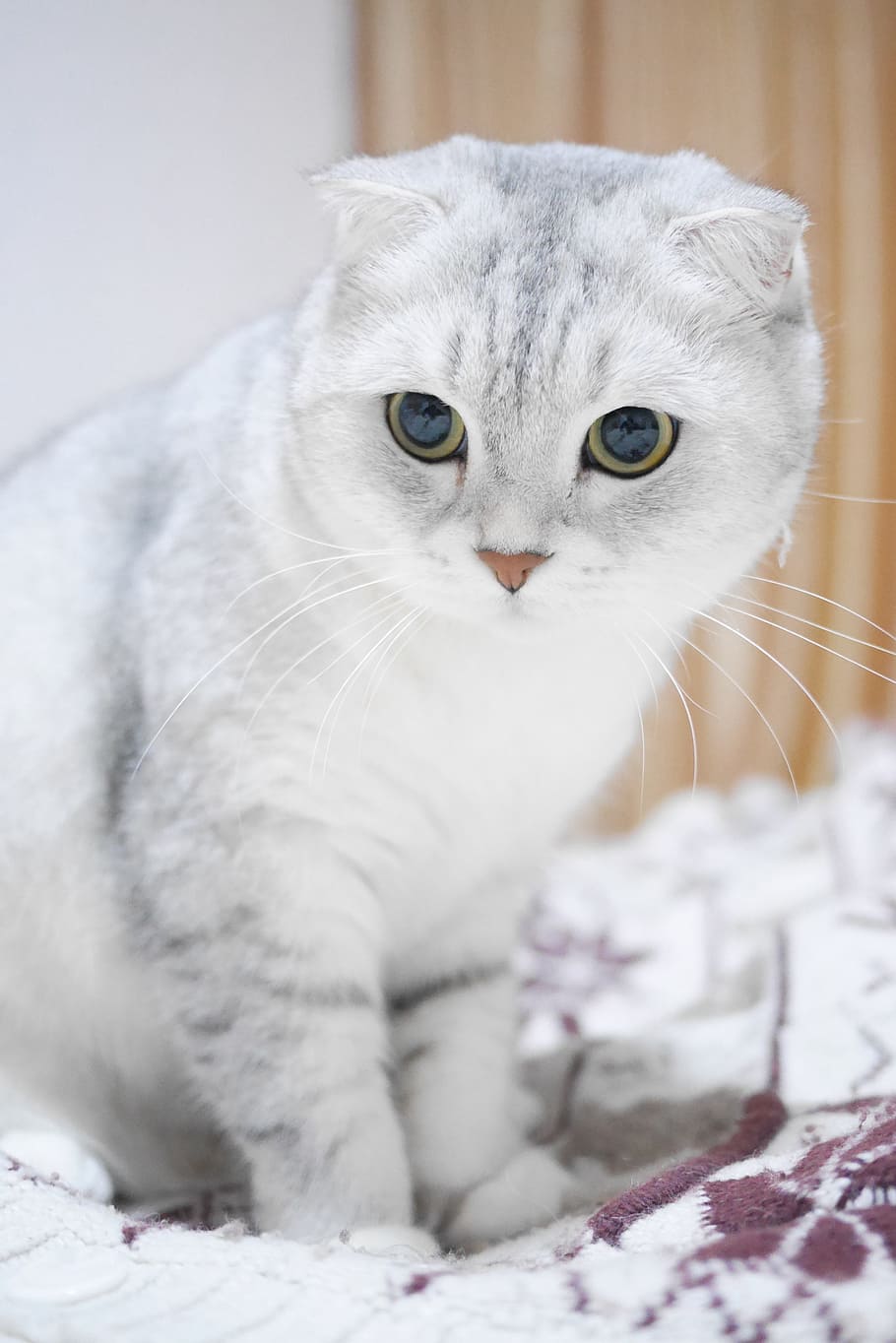 ロシアンブルー猫 スコティッシュフォールド猫 グラデーションカラー 猫 動物 ペット 飼い猫 家畜 哺乳類 動物テーマ Pxfuel