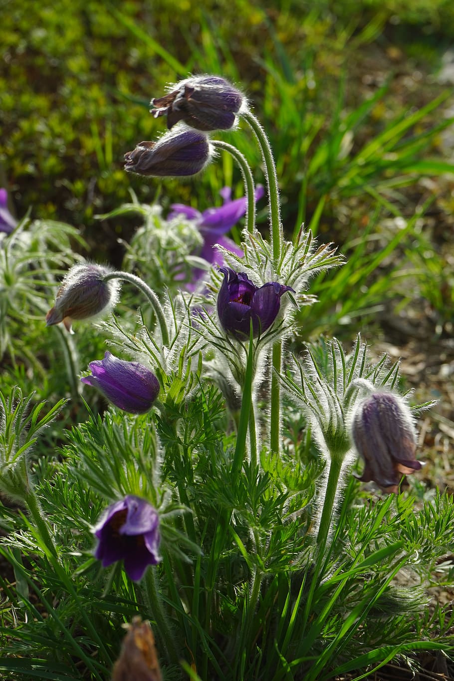 common pasque flower, flowers, violet, stalk, leaves, pulsatilla vulgaris, hahnenfußgewächs, ranunculaceae, hair, hairy