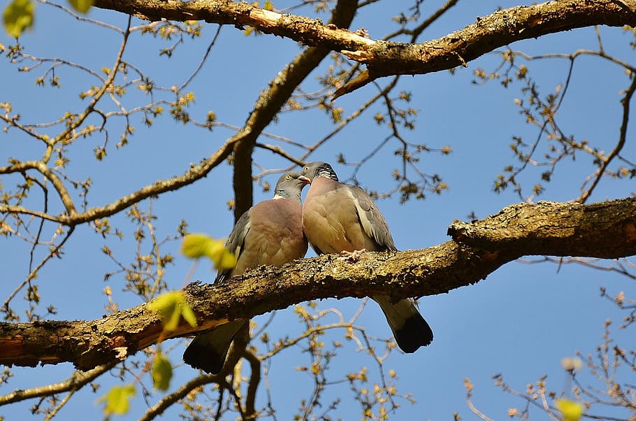 two, bird, kissing, branch, tree photo, pigeons, couple, pair, twosome, birds