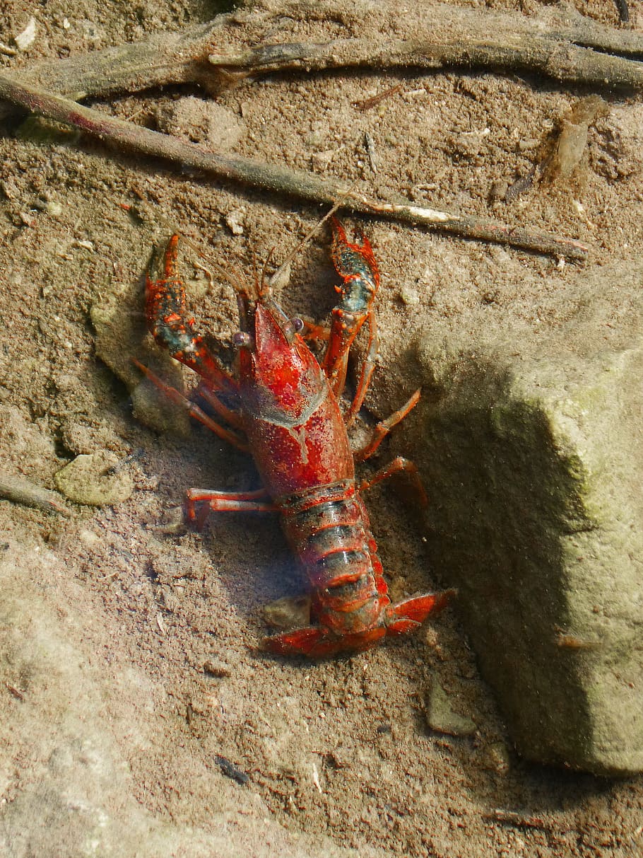 crayfish, american crab, red, priorat, montsant, invasive species, animal themes, animal wildlife, animals in the wild, animal