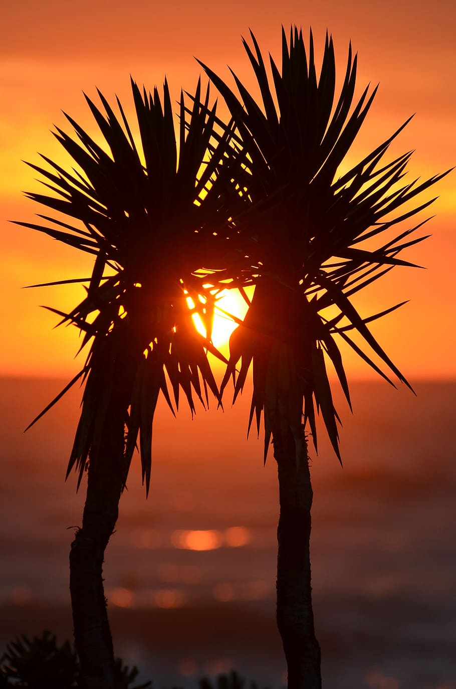silhouette, two, plants, behind, sunset, palm trees, palms, exotic, korfu, ocean