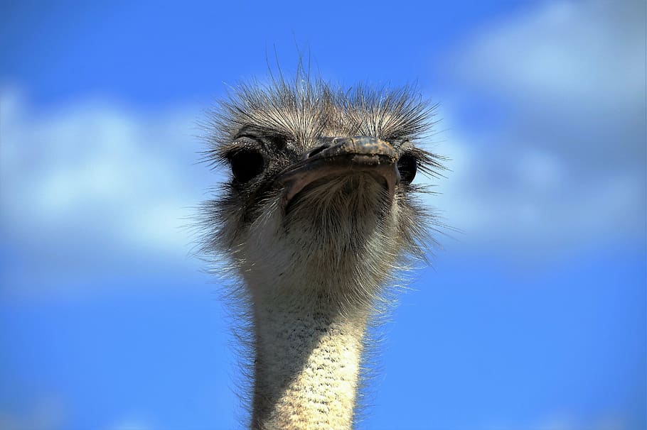the ostrich, ostrich head, beak, fluff, bird, stupid, grimace, flightless, head, view