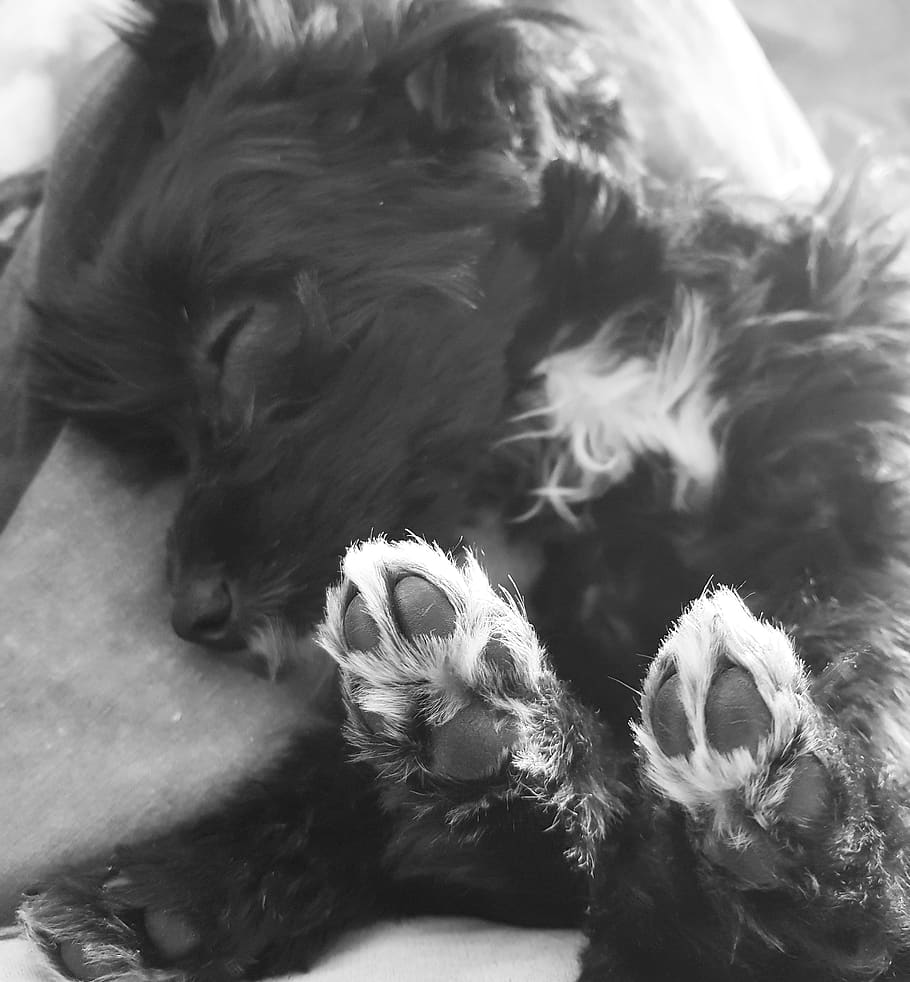 Dog Mammal Black And White Photography Puppy Paws Sleep