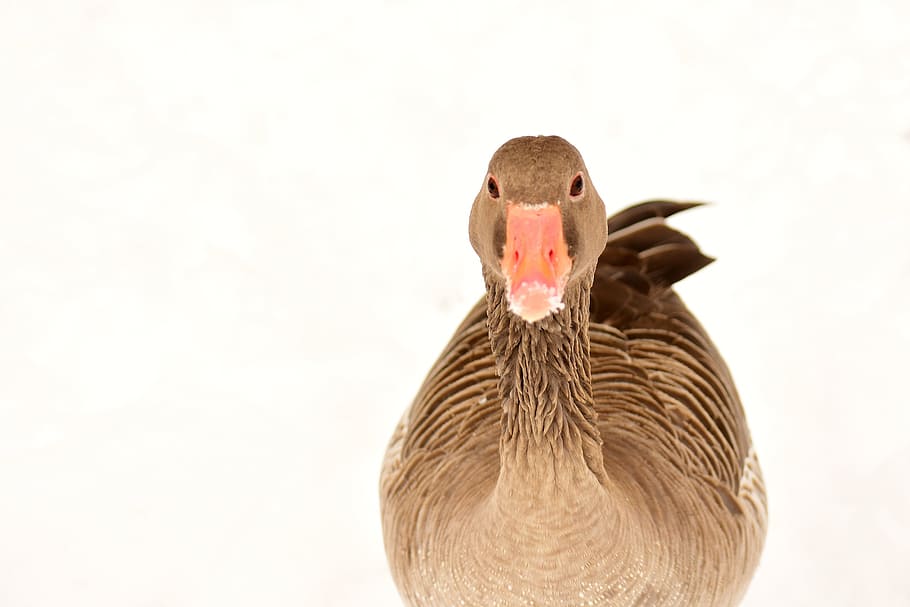 close, brown, mallard duck, goose, water bird, snow, winter, wildlife photography, animal world, head