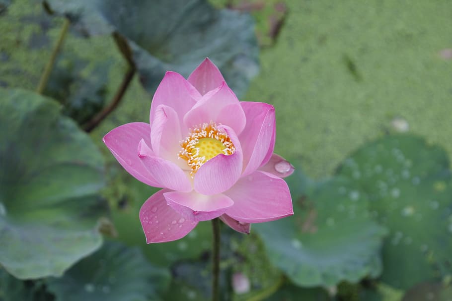 selektif, fokus fotografi, pink, bunga lotus, teratai air, mawar, mekar, nuphar, kolam, alam