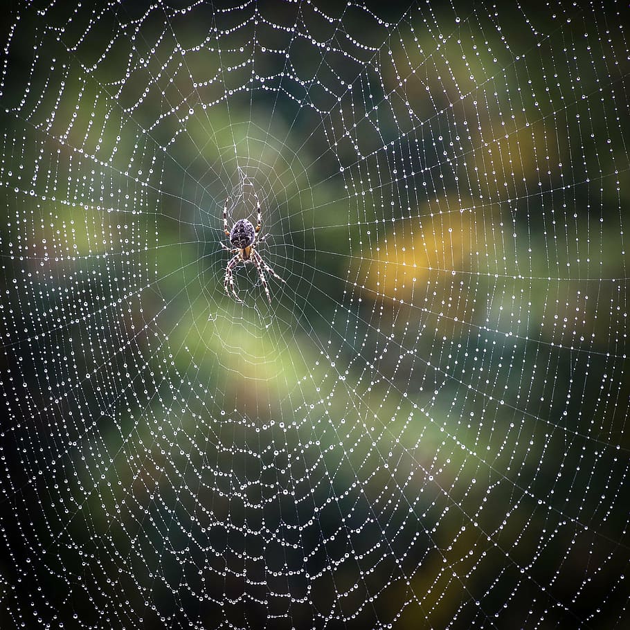 tutup, foto, lumbung laba-laba, web, embun air, labah-labah, hujan, alam, musim gugur, taman