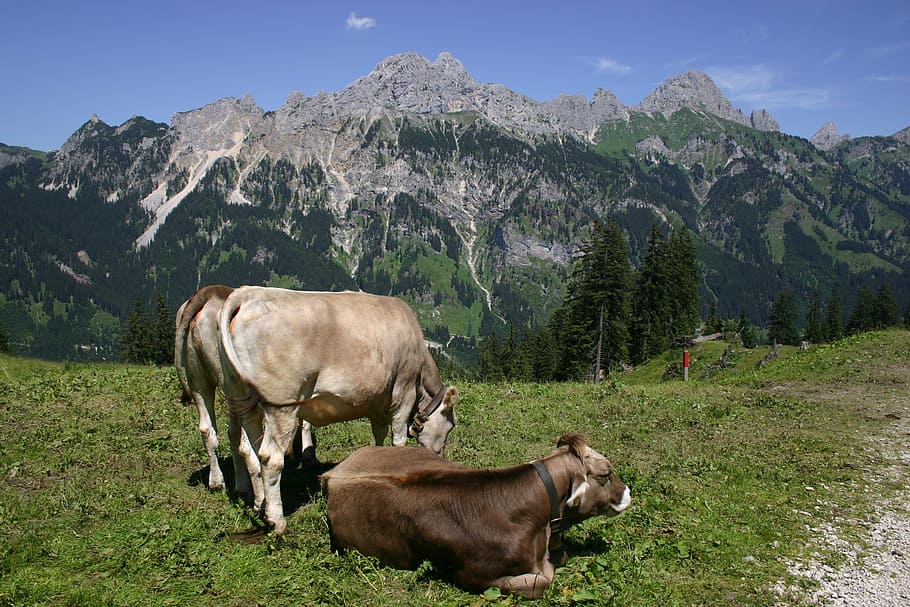 três, gado, campo, montanhas, distância, dia, tirol, vacas, vermelho, mamífero