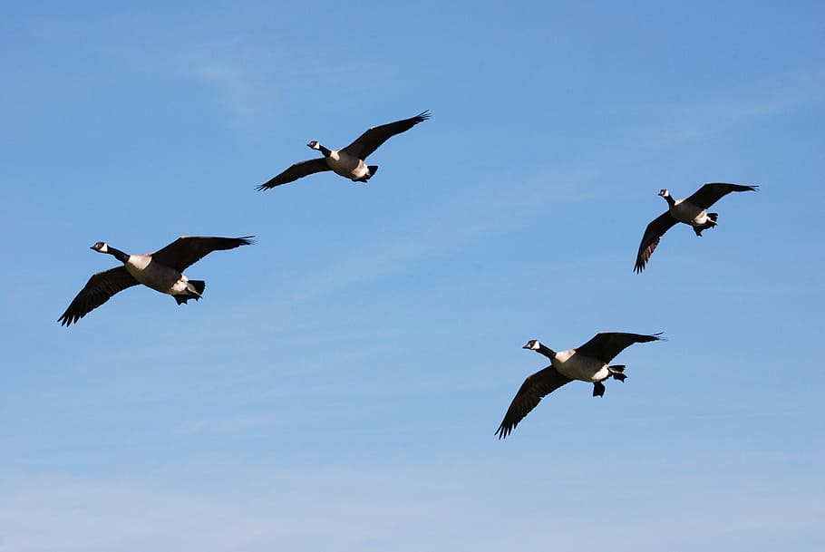 canada geese, branta canadensis, waterfowl, landing, nature, gaggle, flying, group of animals, animal wildlife, animal themes