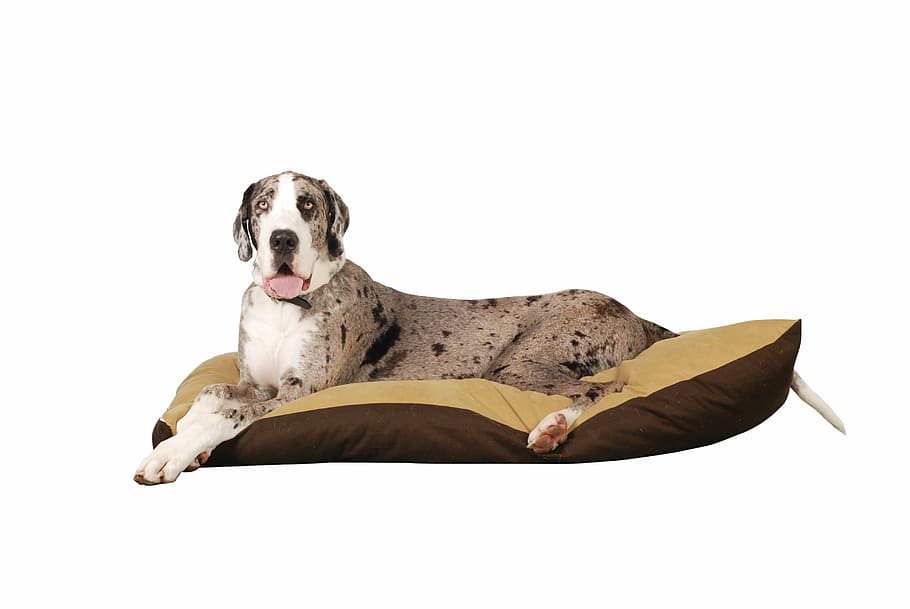 brown, dog, lying, bed, great dane, animal, german breed, pets, purebred Dog, canine