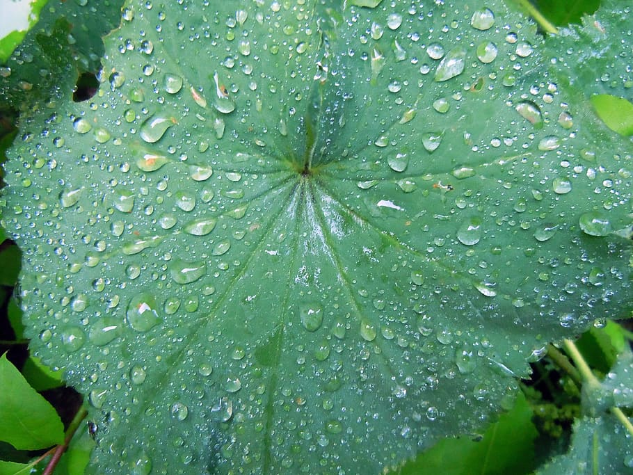 Leaves, Close, frauenmantel, morgentau, raindrop, drip, wet, nature, leaf, drop