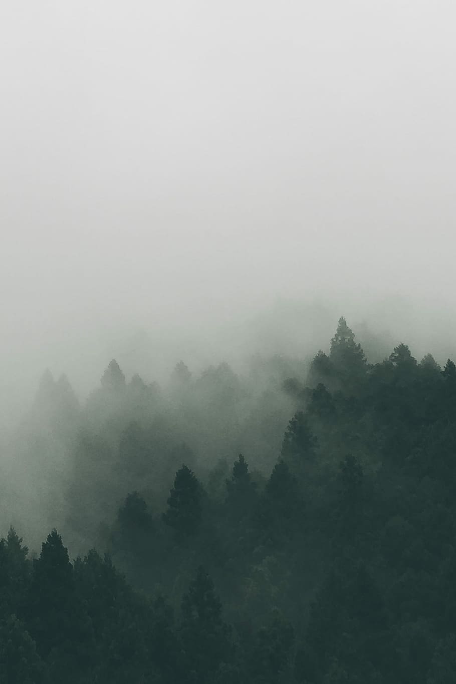 foggy, mountain, daytime, trees, fog, nature, forest, landscape, mist, sunlight