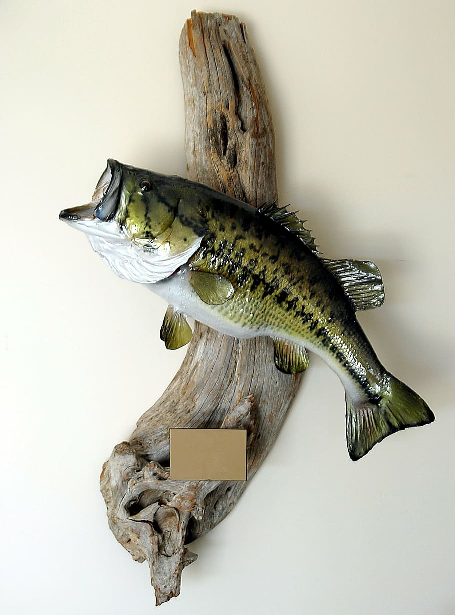 green, fish, drift wood, large mouth bass, fish mount, taxidermy, trophy, bass, fishing, large