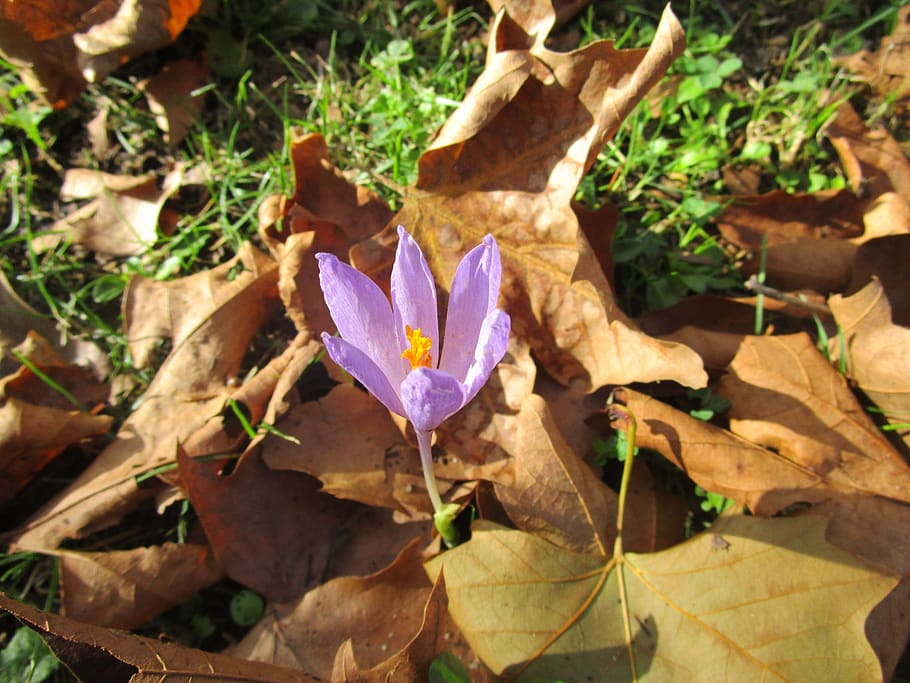 purple flower, flower, autumn, colchicum montanum, dried leaves, fall flower, flora, plant, nature, leaves
