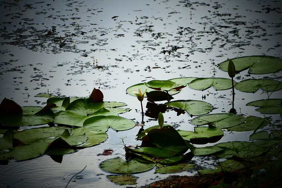 water, lily, lilies, flower, pads, frog, green, pond, nature, plant