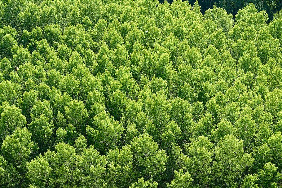 bosque, árboles, medio ambiente, paisajes, hojas, follaje, árboles  forestales, natural, naturaleza, verde | Pxfuel