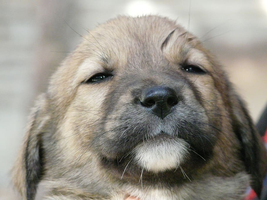 fotografia de close-up, filhote de pastor alemão, cachorro, filhote de cachorro, animal, brincalhão, jogar, fofo, jovem, dormindo demais