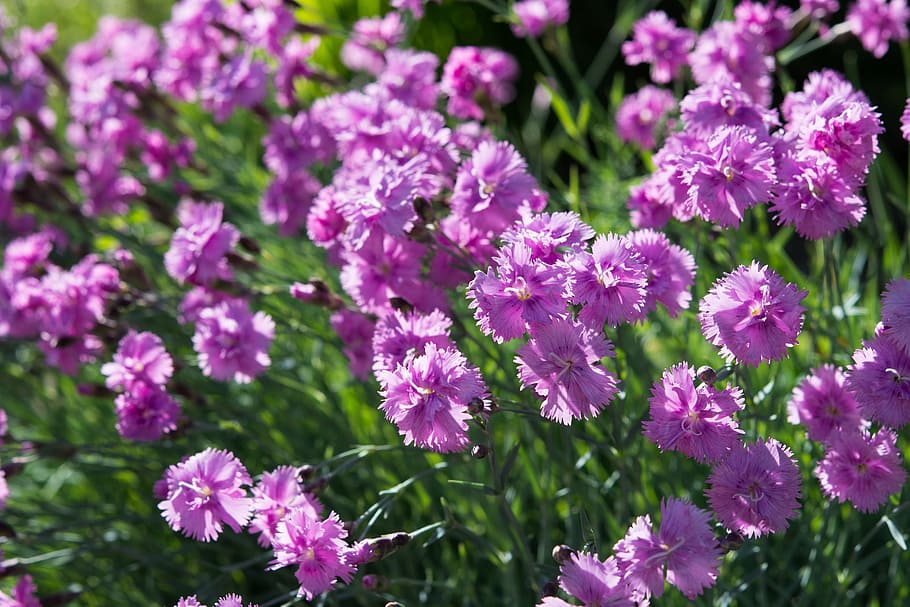 cushion flower, pink flowers, heather-clove, dianthus deltoides, carnation, carnation family, stone garden, garden, in the garden, ground cover
