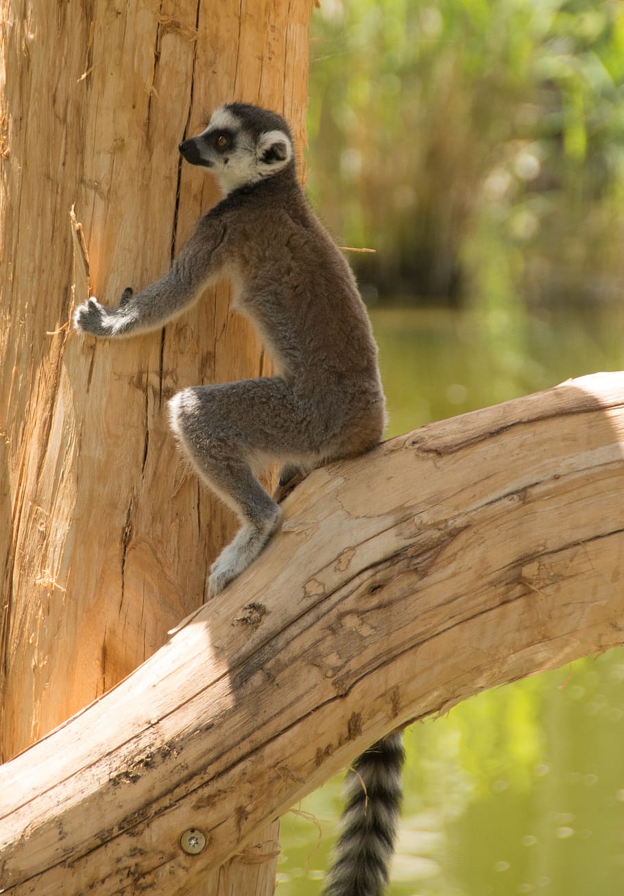 ring tailed lemur, eye, lemur catta, face, madagascar, zoo, striped, animal, lemur, black and white