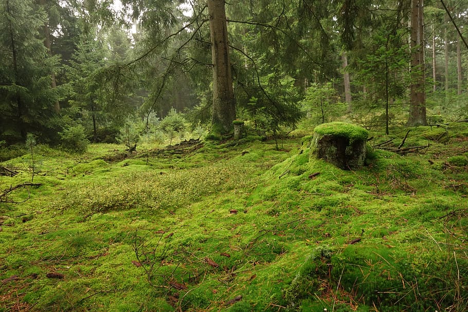 forest, moss, green, nature, forest floor, tree, plant, land, tranquility, green color