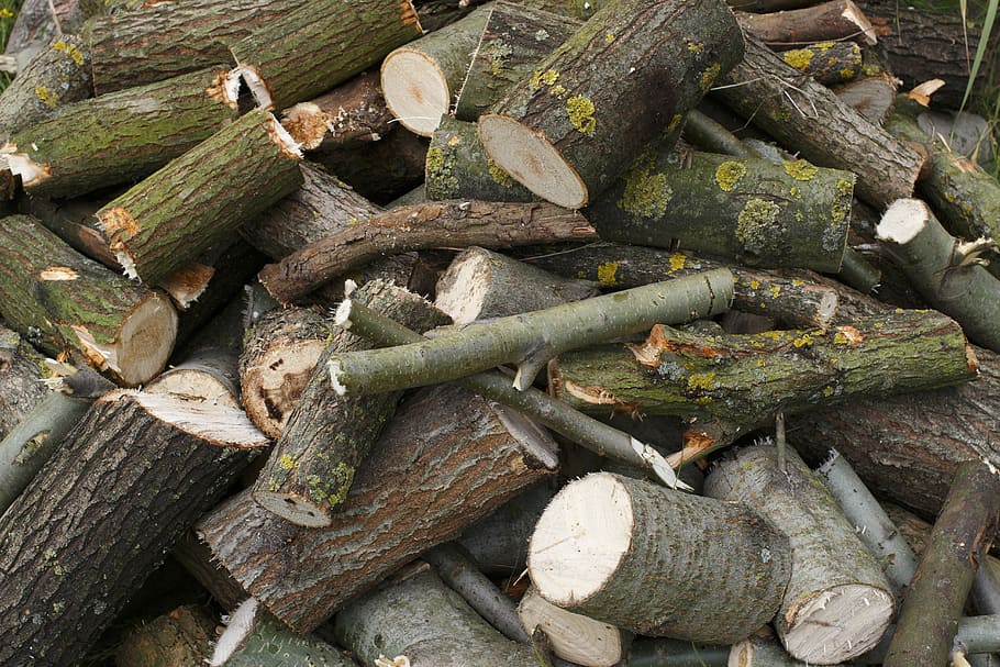 firewood, drome, tree, forest, pile, lap, faggot, brush, deadwood, suholom