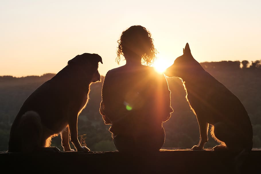 perro, grabación animal, mascota, amanecer, contraluz, puesta de sol, animales domésticos, mascotas, nacional, mamífero