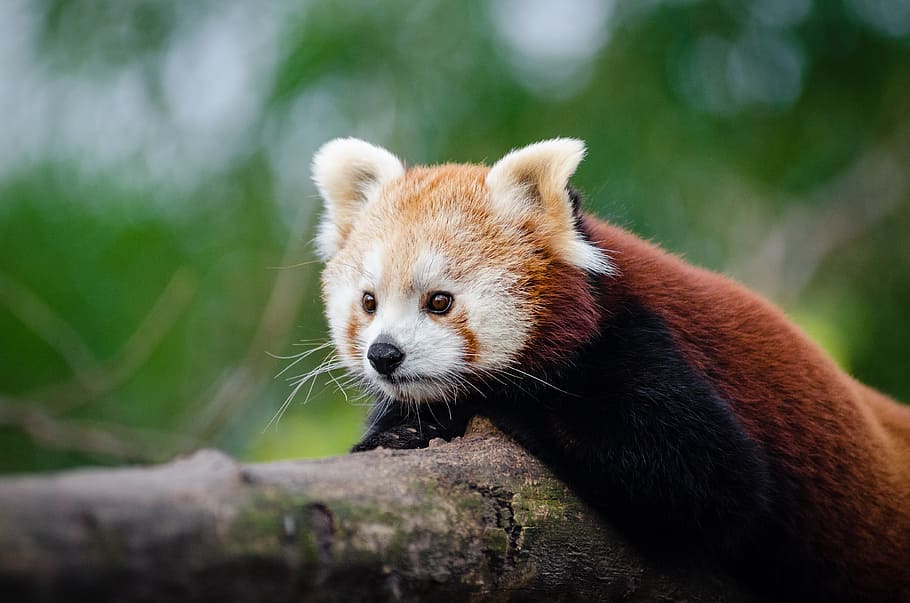Panda Merah, berkaki empat, binatang, log, satu hewan, tema hewan, hewan, satwa liar, mamalia, hewan di alam liar