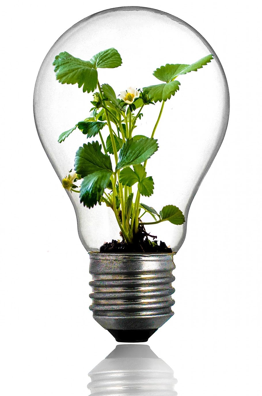 clear, glass bulb, green, plant, bulb, growth, light, leaf, global, savings