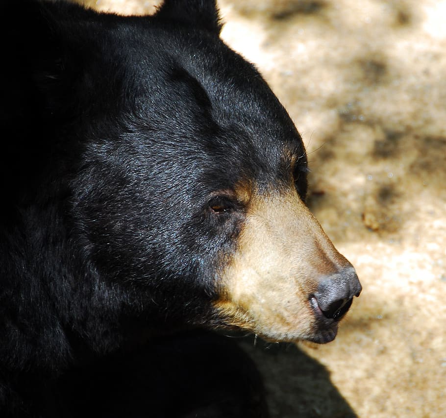 beruang hitam, hewan, margasatwa, beruang, binatang menyusui, alam, liar, bulu, kebun binatang, di luar rumah