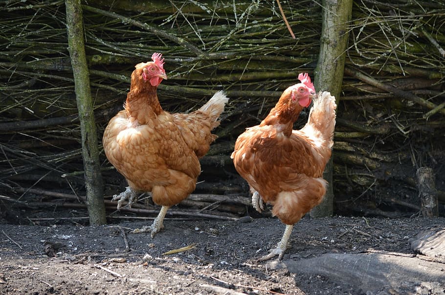 2つの茶色の鶏, 鶏, ダンス, 鳥, 動物, かわいい, 面白い, 国内, 農場, 食べる