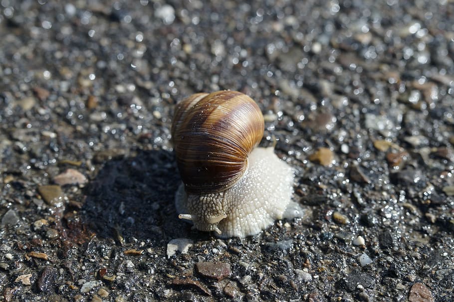 snail, housing, crawl, road, away, tar, reptile, nature, shell, snail shell