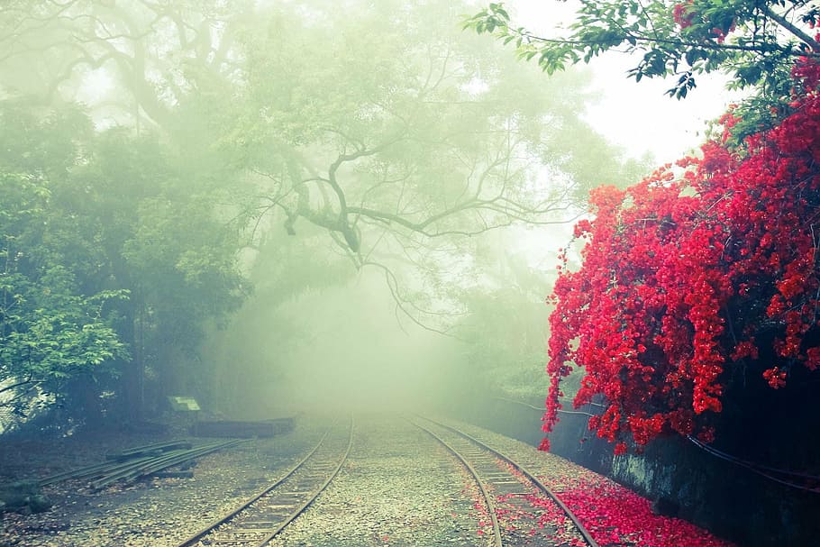 road, red, wisteria flowers, alishan, independence hill, landscape, mist, rail, tree, railroad track
