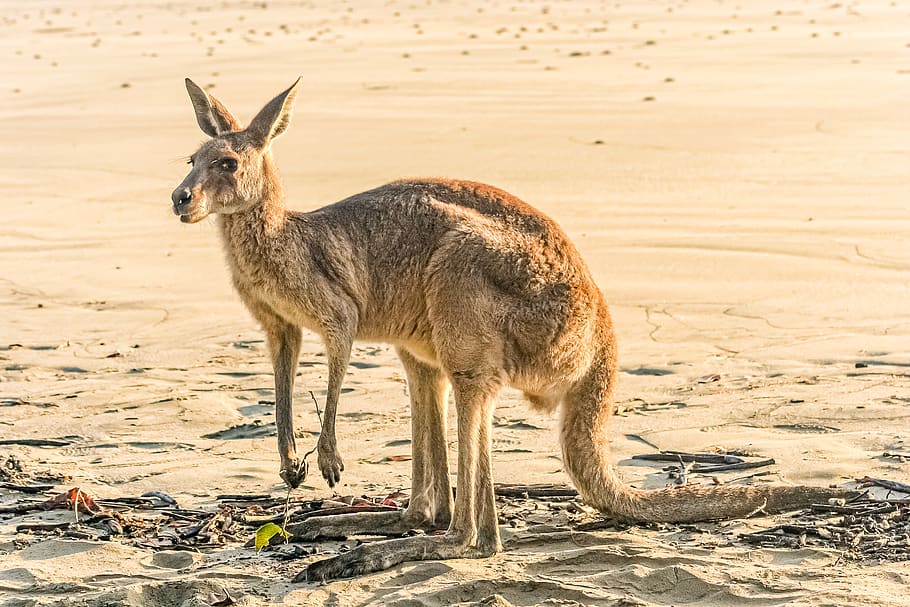 kangaroo, beach, australia, nature, water, sand, coast, animal themes, animal, one animal