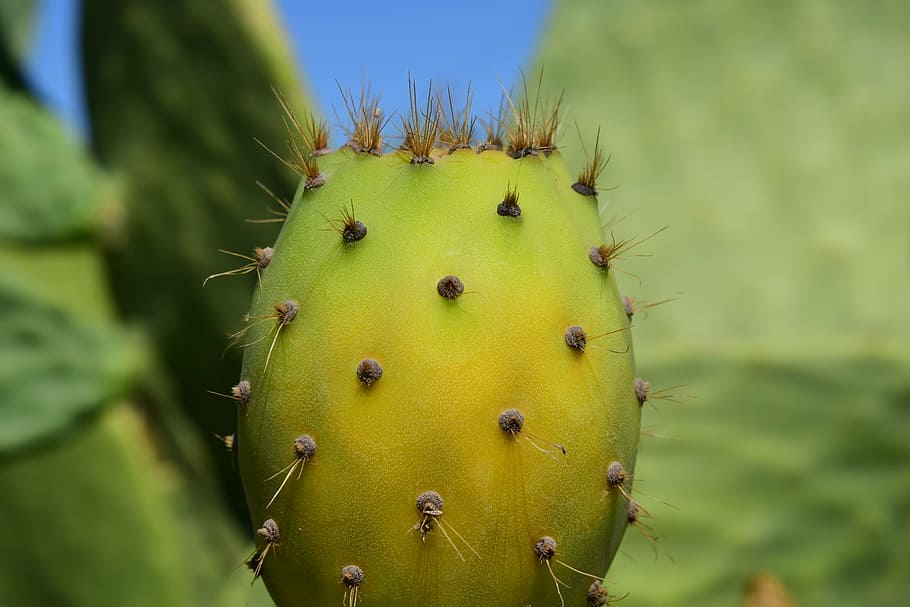 cactus, prickly pear, cactus greenhouse, prickly, mediterranean, spur, cactaceae, plant, fruits, blossom
