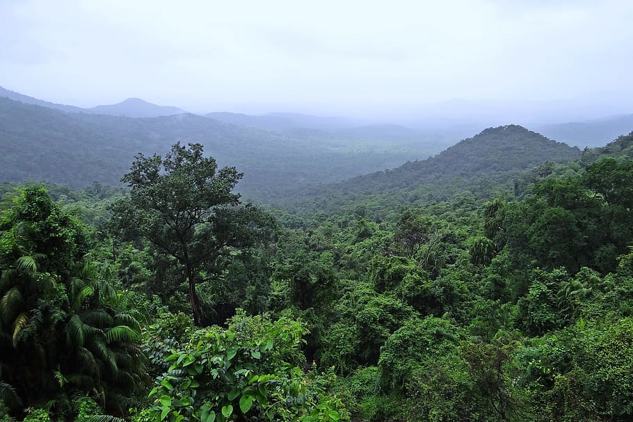 aerial, photography, mountain, trees, rainforest, mollem national park, western ghats, mountains, vegetation, clouds