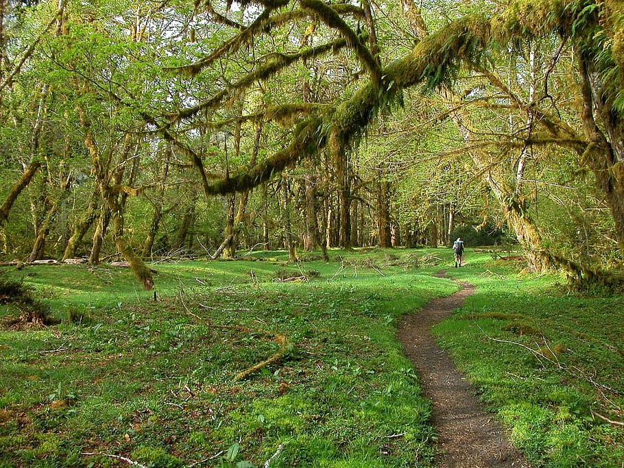 green, grass field, path, backpackers, hoh rainforest, landscape, scenic, nature, hiking, walking