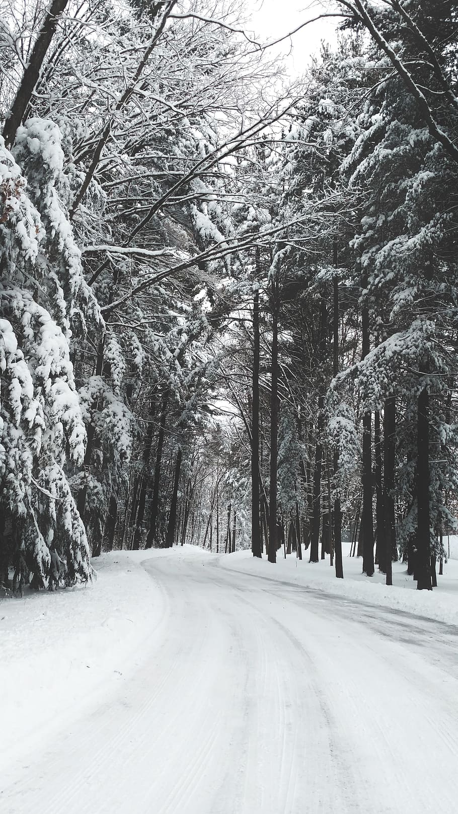 invierno, nieve, frío, naturaleza, blanco, escarcha, árboles, bosque, al aire libre, carretera