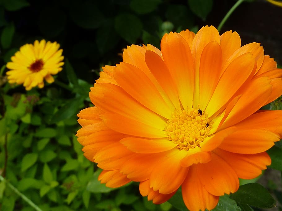 marigold, nature, orange, garden, flowering plant, flower, fragility, vulnerability, petal, freshness