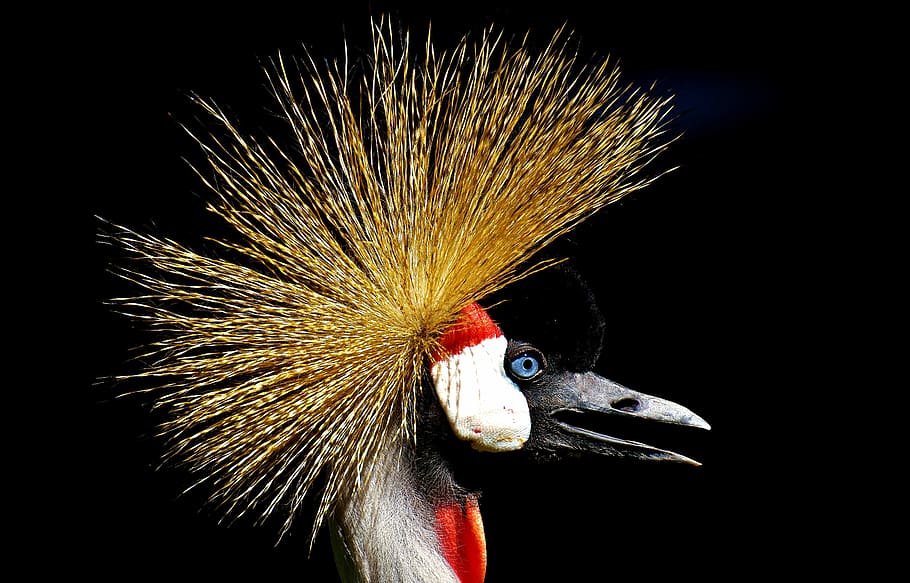 black, long-beak bird, twigs, beak, bird, grey crowned crane, baleurica regulorum, feather, colorful, poultry