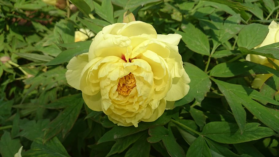 peony, luoyang 2, 6 months, plant, flower, flowering plant, beauty in nature, flower head, plant part, leaf