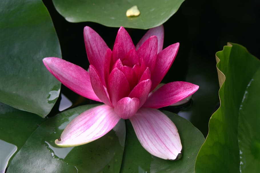 Water Lily, Pink, Water, Water Plant, pink, ornamental plants, pond, lily's flourishing, blossoming, petals, lily