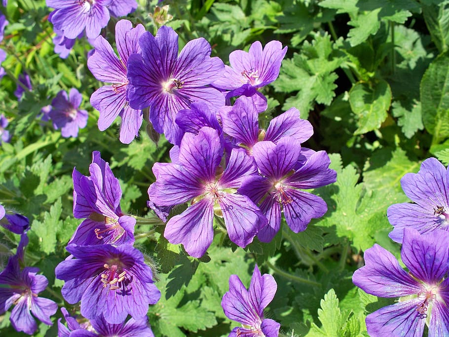 blue geranium, perennial geranium, purple, single-petal, flower, green leaves, geranium, garden, johnson's blue, cranesbill