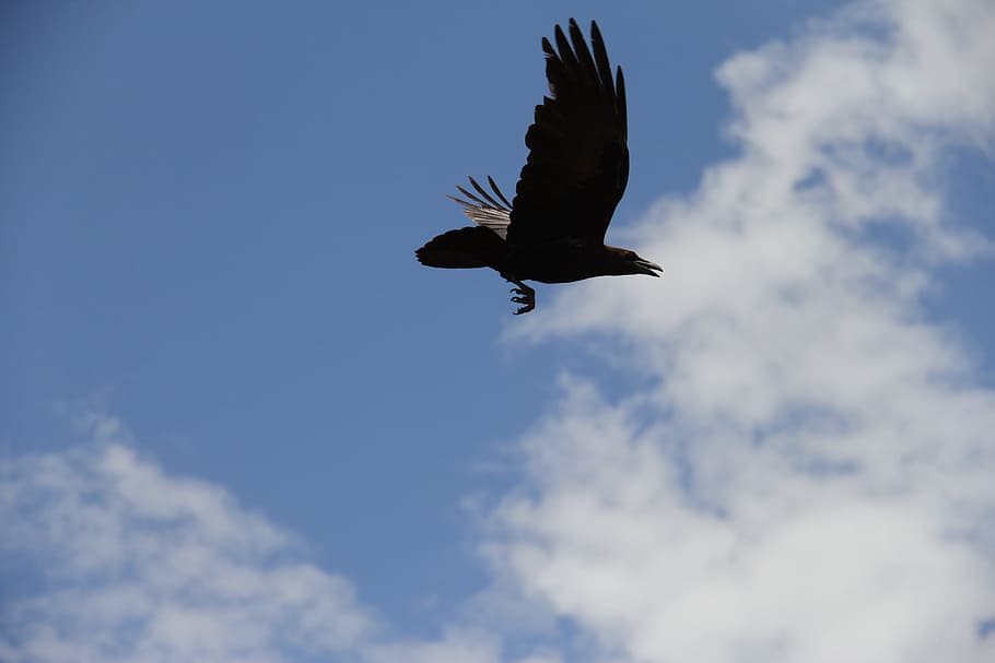low, angle photo, flying, blue, sky, Crow, Raven, Bird, Silhouette, black