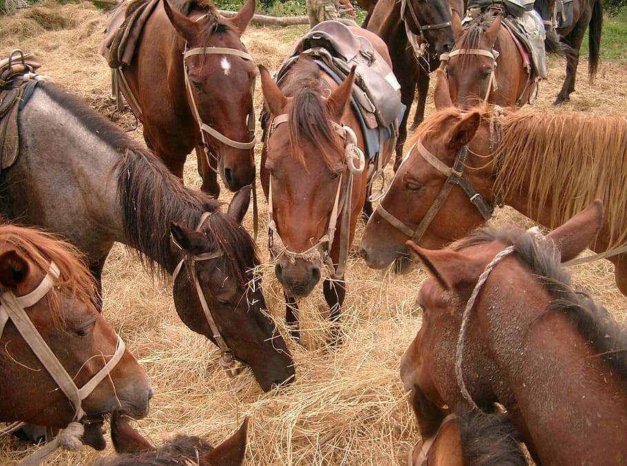 coklat, hitam, kuda, makan, jerami, hari, hewan, kuda jantan, alam, kuda betina