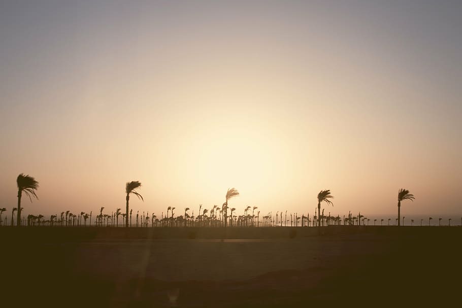silhouette photo, palm trees, silhouette, coconut, tress, day, time, sky, sun, beach